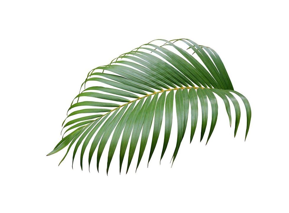 Cerenia Palm Tree w kapsułkach Urosaf